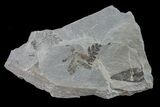 Fossil Fern (Neuropteris & Macroneuropteris) Plate - Kentucky #154695-2